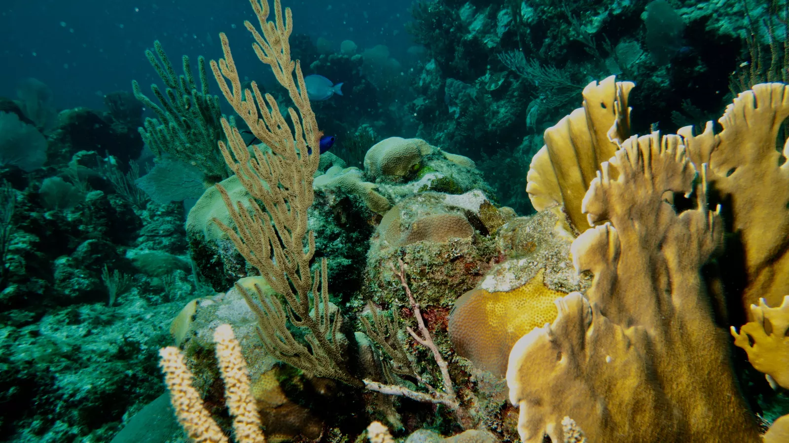 Marine life surrounding shipwreck in Varadero Cuba