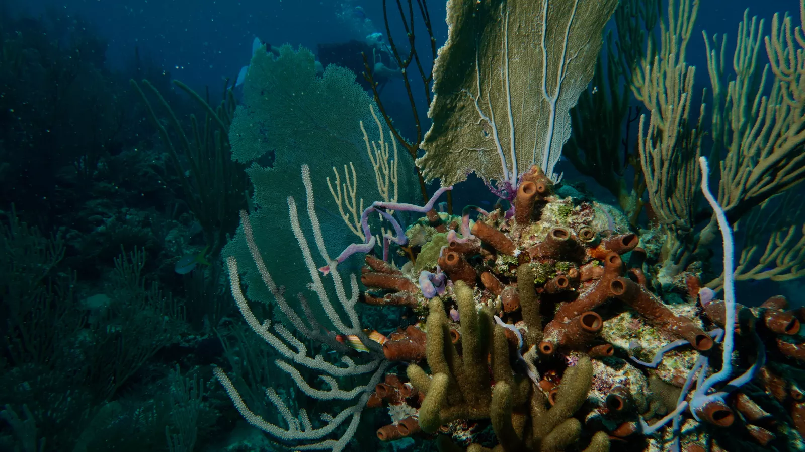 Marine life you could see during wreck dive in Cuba