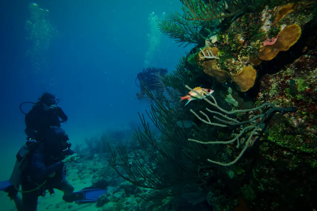 Scuba divers exploring the coral reef at the wreck near Varadero