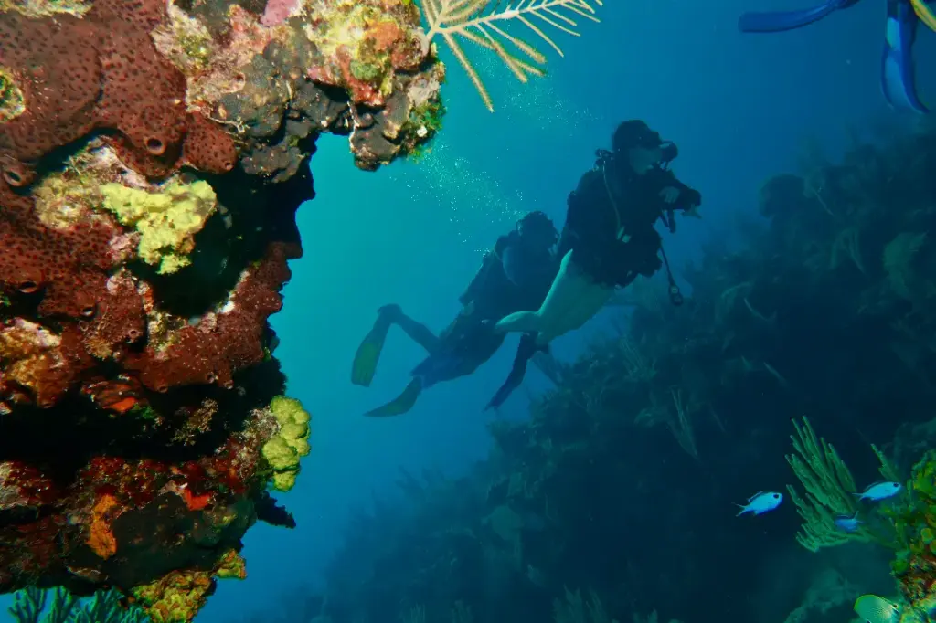 Scuba diver exploring coral reef in Varadero Cuba
