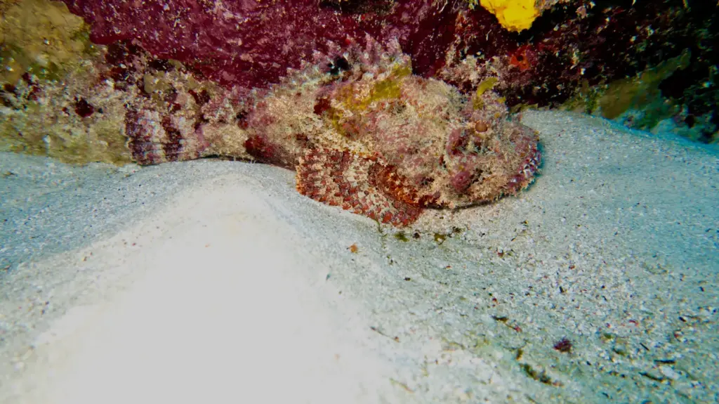 Rock fish picture shooter exploring coral formations at Bacunayagua Reef Cuba