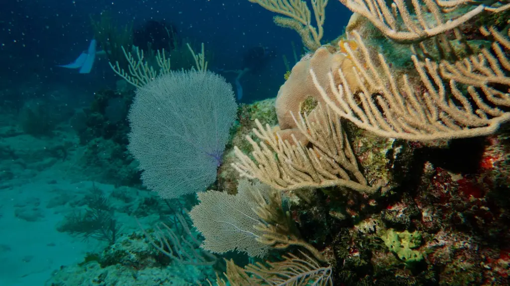 Coral reef formation at the Damuji near Varadero, Cuba