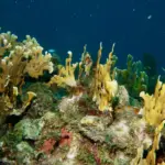 Coral marine life surrounding wreck dive in Varadero