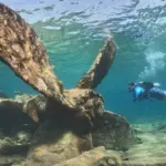 Divers exploring the Damuji Shipwreck