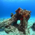 Artificial reef created by the Damuji Wreck anchor near Coral Beach