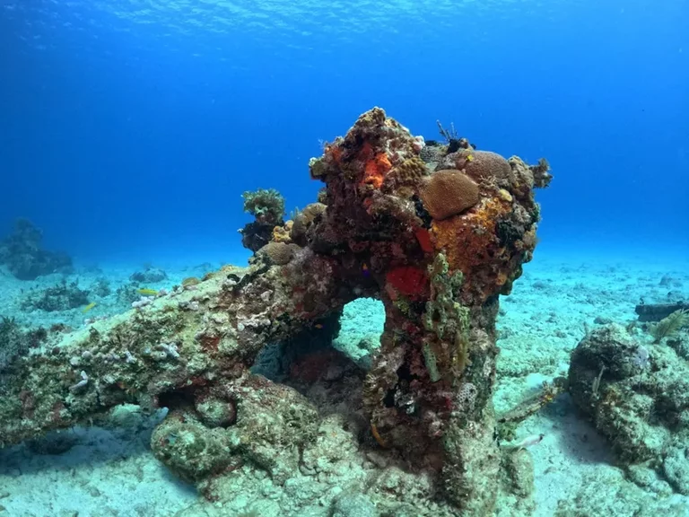 Artificial reef created by the Damuji Wreck anchor near Coral Beach