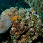 Coral reef growing near shipwreck Sletreal