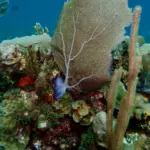 Marine life around shipwreck near Matanzas Bay