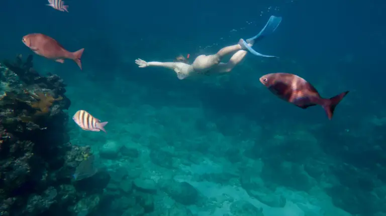 snorkeler-coral-reef-cuba-tropical-fish-02