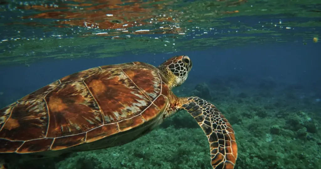 Hawksbill sea turtle swimming above a Cuban coral reef