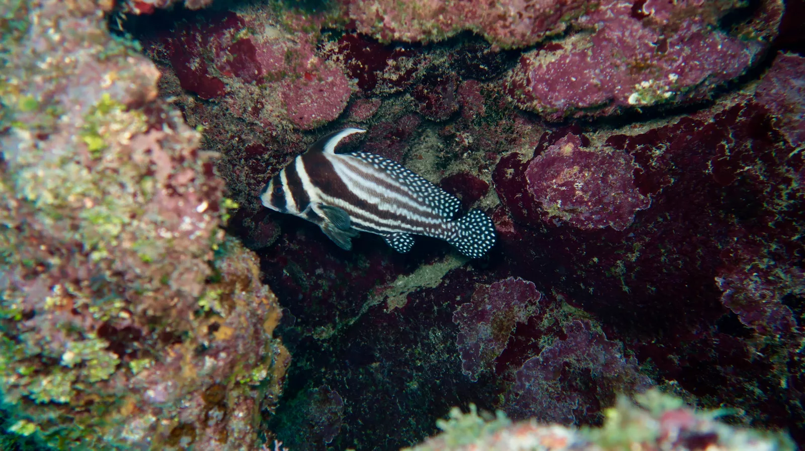 Tropical fish nearby wreck dive in Varadero