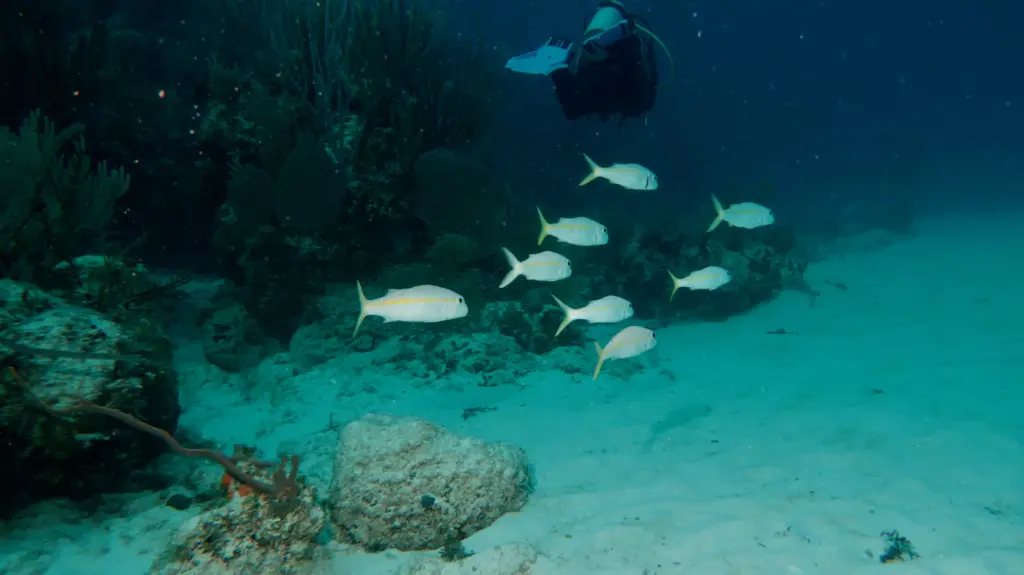 Tropical fish moving across the coral reef around the Damuji.