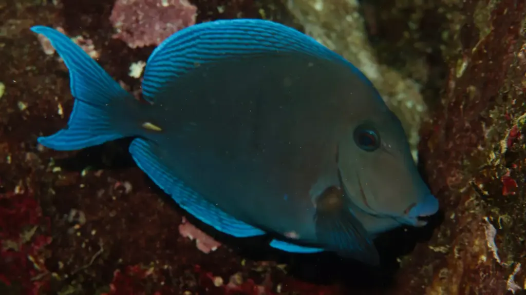 Doctor Fish close-up at Playa Coral Cuba