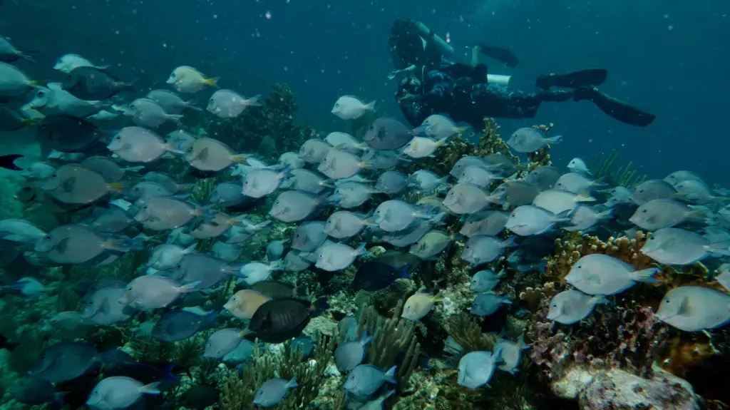 Divers observing a school of Doctor Fish at Playa Coral Cuba