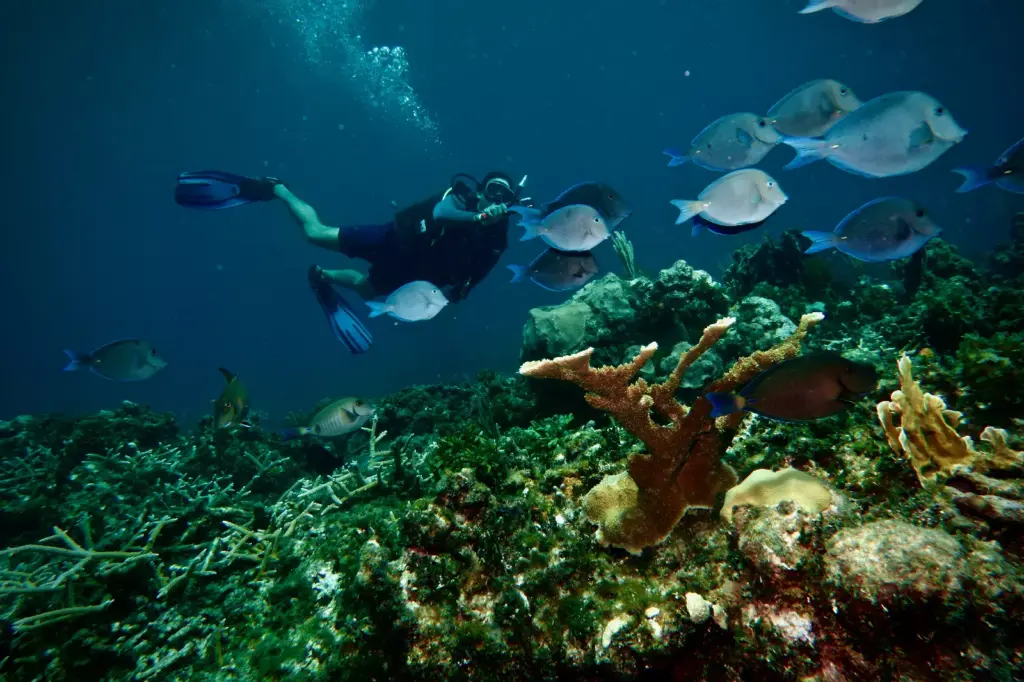 Underwater photographer photographing Doctor Fish at Playa Coral Cuba