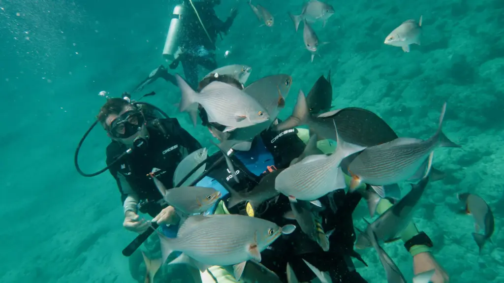 Scuba divers surrounded by chopas at Playa Coral Cuba