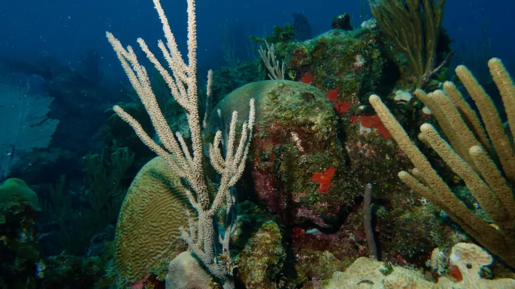 Coral reef close up in Varadero Cuba showing sponges gorgonians and tropical marine life