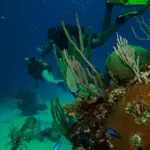 Beginners diving shallow coral reef nearby shipwreck