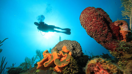 Certified scuba diver exploring a coral reef in Varadero Cuba
