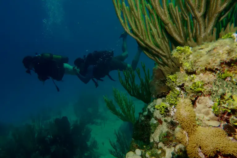 Divers swimming together during an Open Water training dive