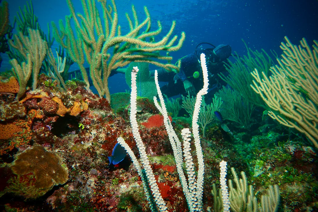 diver swimming throw coral reef around the Damuji Wreck