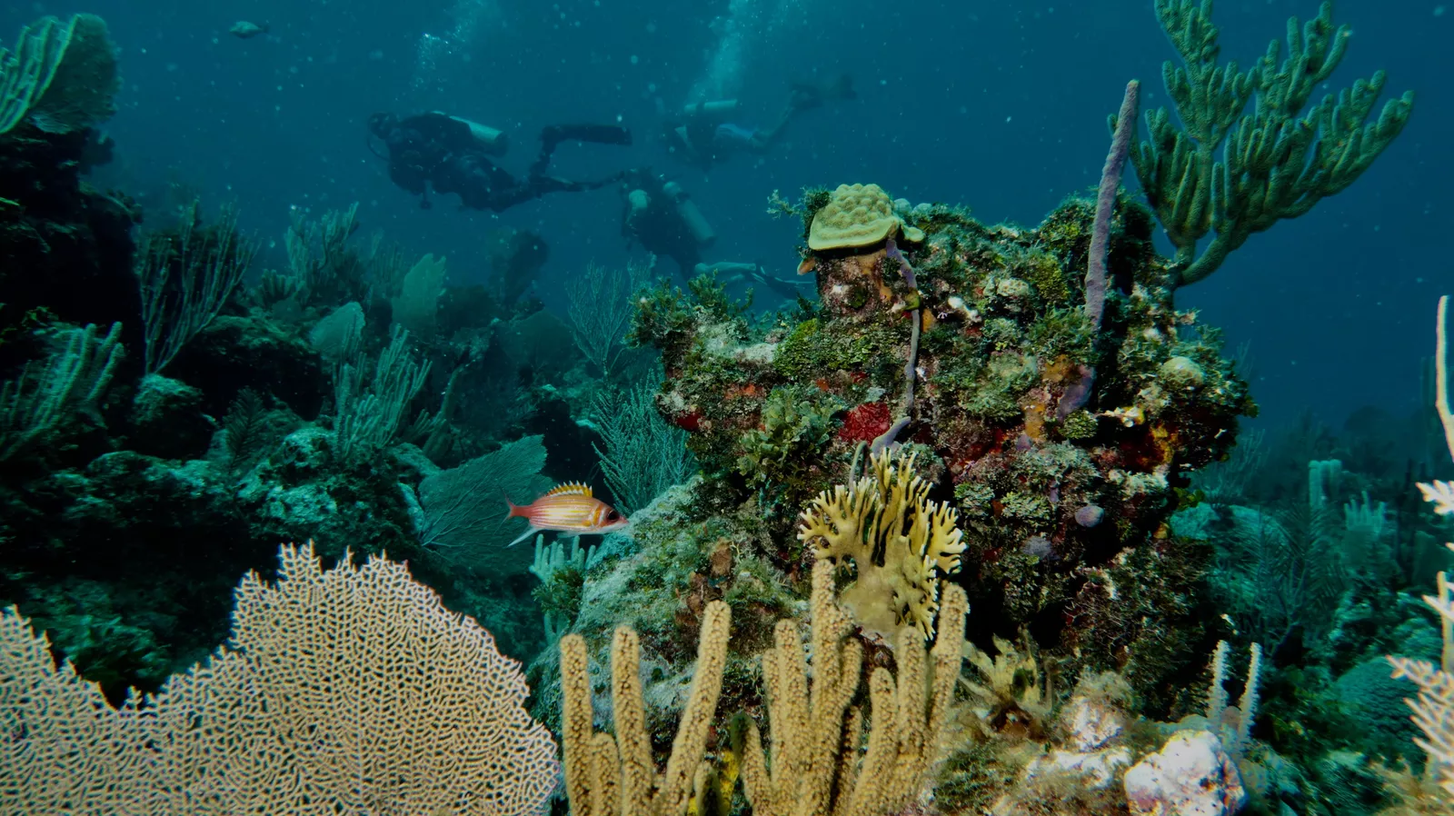 Healthy coral garden during a reef dive in Varadero Cuba