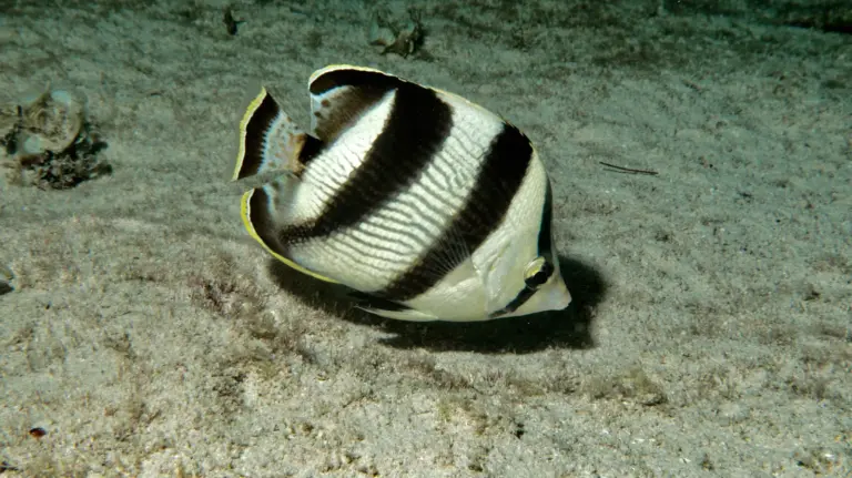 reef-fish-cuba-underwater-marine-life-19