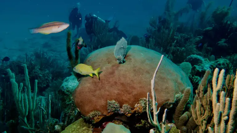 scuba-diving-bay-of-pigs-coral-reef-12