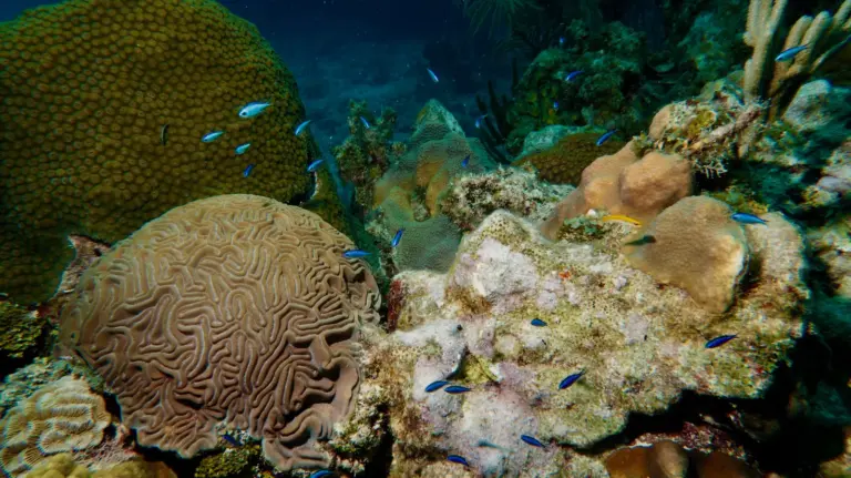 scuba-diving-cuba-bacunayagua-reef-18
