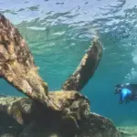 Diver exploring the Damuji Wreck one of the dive sites near Varadero