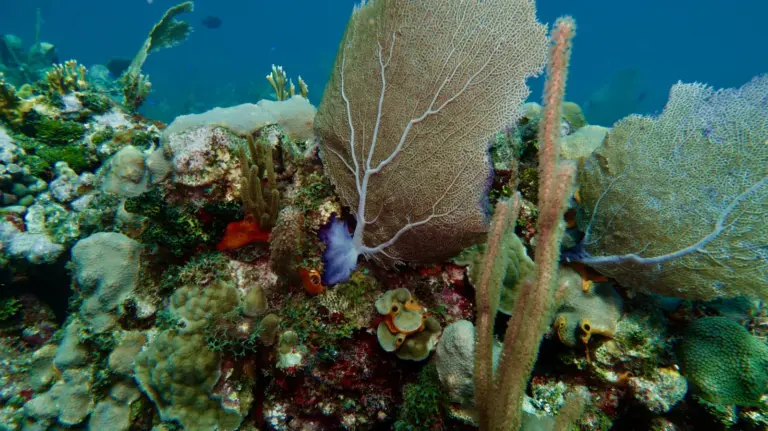 scuba-diving-varadero-coral-fish-ambience-03