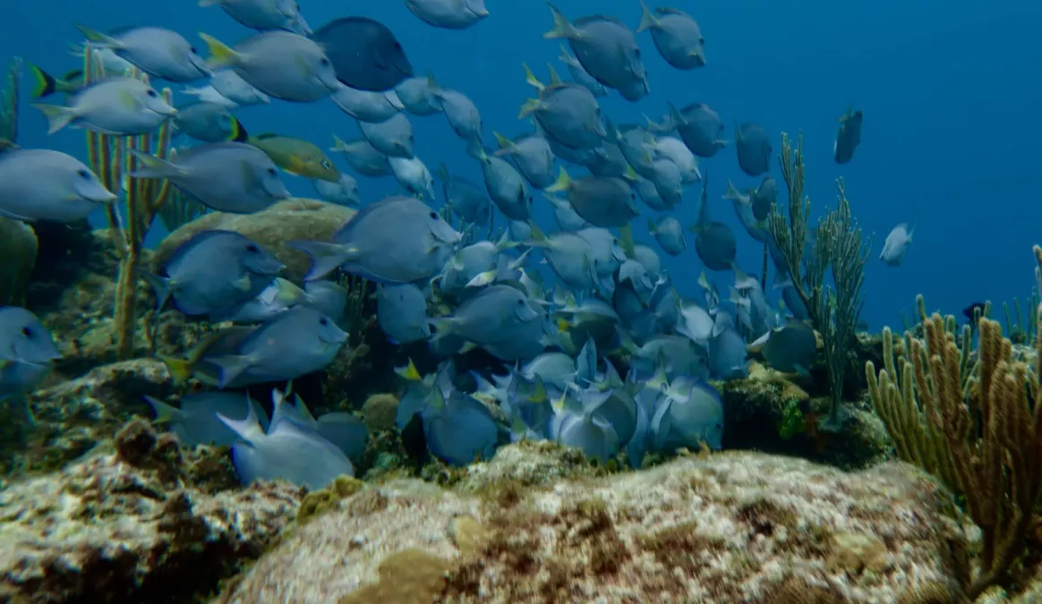 Colorful tropical reef fish swimming over coral in Varadero Cuba