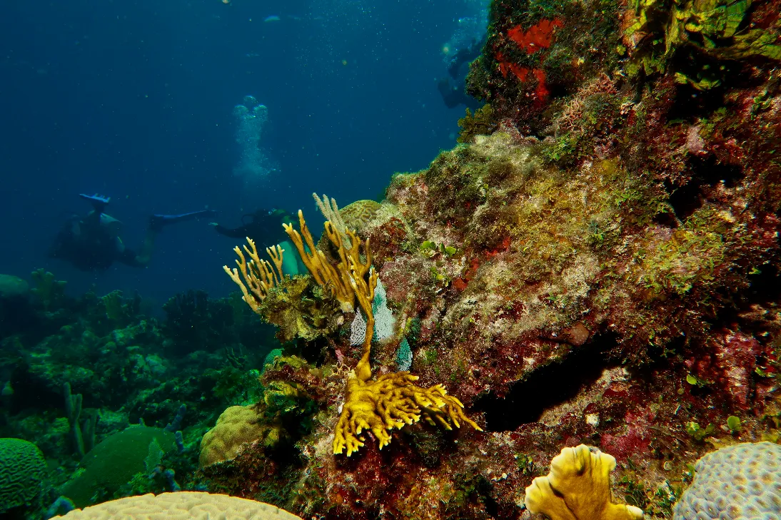 Exploring reef during advanced course in Varadero Cuba