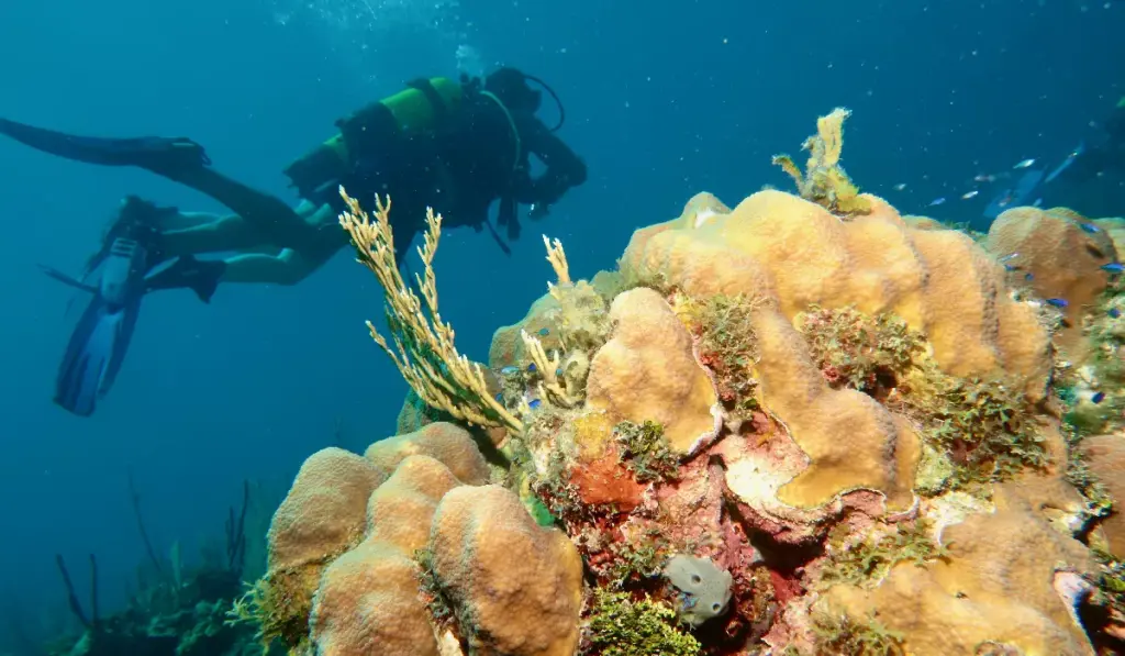 Scuba divers over the coral reef at Playa Coral Cuba
