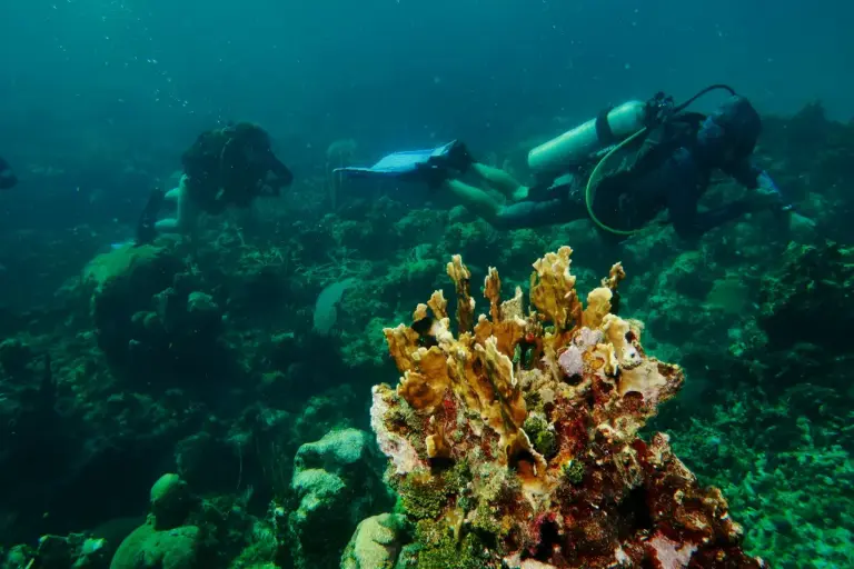 Certified instructor guiding a reef dives near Varadero,cuba